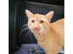 Olive, Domestic Shorthair For Adoption In Dickson, Tennessee