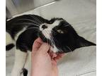 Babybel, Domestic Shorthair For Adoption In Dickson, Tennessee