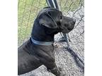 October, Labrador Retriever For Adoption In Newport, North Carolina