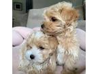Exquisite and Charming Maltipoo puppy for sale