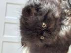 Persian Kitten