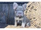 Rocco