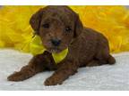 Brinley Yellow