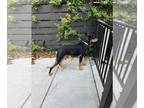 Doberman Pinscher-Mutt Mix PUPPY FOR SALE ADN-842217 - Doberman Mix Puppy