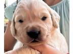 Golden Retriever PUPPY FOR SALE ADN-842206 - AKC OFA clearance Light American