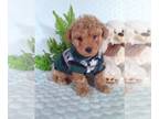 Bichpoo PUPPY FOR SALE ADN-842190 - Nice litter of Bichpoos