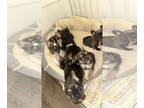 French Bulldog PUPPY FOR SALE ADN-842188 - ISABELA FRENCHIE PUPPIES