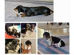 Dachshund PUPPY FOR SALE ADN-842175 - Born 082824