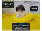 Poodle (Toy) PUPPY FOR SALE ADN-842116 - Interest free payment plan options