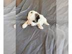 ShihPoo PUPPY FOR SALE ADN-842086 - shihpoo babies