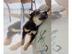 Shiba Inu PUPPY FOR SALE ADN-842071 - Ramen