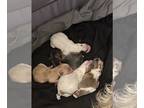 Morkie PUPPY FOR SALE ADN-842062 - Morkie litter