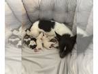 Chihuahua PUPPY FOR SALE ADN-842029 - Tiny Blue merle chihuahua babies