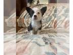 Pembroke Welsh Corgi PUPPY FOR SALE ADN-842014 - Gorgeous corgi puppies