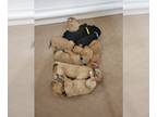 Goldendoodle PUPPY FOR SALE ADN-842011 - Goldendoodles