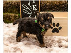 German Shepherd Dog-Goldendoodle Mix PUPPY FOR SALE ADN-842010 - Litter ONE