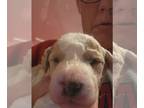 Goldendoodle (Miniature) PUPPY FOR SALE ADN-842004 - Bridgerton Litter