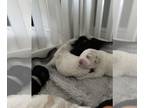 Double Doodle PUPPY FOR SALE ADN-842003 - Hogwarts puppies