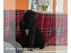 Newfoundland PUPPY FOR SALE ADN-841993 - 8 adorable pups left