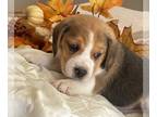 Beagle PUPPY FOR SALE ADN-841992 - Little Leo
