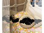Morkie-Poodle (Toy) Mix PUPPY FOR SALE ADN-842221 - Morkiepoo