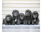 Golden Mountain Dog PUPPY FOR SALE ADN-842215 - Gorgeous Litter of Golden
