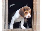 Beagle PUPPY FOR SALE ADN-842124 - UKC Male Chocolate Tri color Beagle