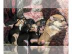 Morkie PUPPY FOR SALE ADN-842109 - Morkie puppies
