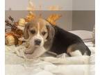 Beagle PUPPY FOR SALE ADN-842077 - Champion Style Beagles