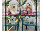 Bichon Frise PUPPY FOR SALE ADN-842035 - Purebred Bichon Frise