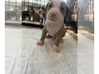 American Pit Bull Terrier PUPPY FOR SALE ADN-842025 - Pitbull puppys for sale