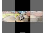 Chihuahua PUPPY FOR SALE ADN-842015 - Snow White chihuahuas