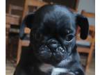 Pug PUPPY FOR SALE ADN-842001 - Pug Baby