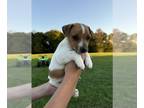 Jack Russell Terrier PUPPY FOR SALE ADN-841957 - Jack Russell