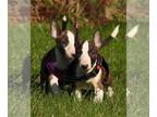 Bull Terrier PUPPY FOR SALE ADN-842222 - Show Quality male pup European