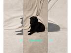 German Shepherd Dog PUPPY FOR SALE ADN-842220 - AKC German Shepherd puppies