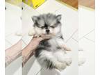 Pomeranian PUPPY FOR SALE ADN-842218 - 8 weeks old 8 Pomeranian female and male
