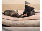 German Shepherd Dog PUPPY FOR SALE ADN-842214 - GSD litter