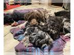 Doodle-Labradoodle Mix PUPPY FOR SALE ADN-842212 - MultiGen Labradoodle Puppies