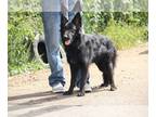 German Shepherd Dog PUPPY FOR SALE ADN-842209 - Akc long coat full rights import