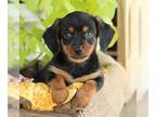 Dorkie PUPPY FOR SALE ADN-842203 - f1 Dorkie