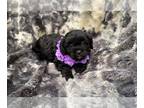 Cavapoo PUPPY FOR SALE ADN-842200 - Wrenly