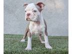 Boston Terrier PUPPY FOR SALE ADN-842197 - Lilac Female 1