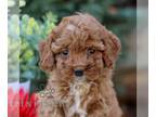 Cavapoo PUPPY FOR SALE ADN-842194 - f1b Cavapoo