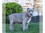 Cane Corso PUPPY FOR SALE ADN-842184 - ICCF Cane Corso