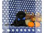 Cavapoo PUPPY FOR SALE ADN-842174 - Adorable Hypoallergenic Cavapoo Puppy