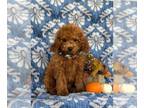 Cavapoo PUPPY FOR SALE ADN-842160 - Adorable F1b Cavapoo Puppy