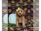 Goldendoodle (Miniature) PUPPY FOR SALE ADN-842157 - Adorable F1b Goldendoodle