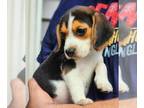Beagle PUPPY FOR SALE ADN-842149 - UKC Female Tri color beagle