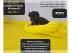 Havanese PUPPY FOR SALE ADN-842123 - Make pymtsKRISSYno interest